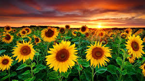 Maybe you would like to learn more about one of these? Free Download 1920x1080 Beautiful Sun Flowers Desktop Pc And Mac Wallpaper 1920x1080 For Your Desktop Mobile Tablet Explore 59 Beautiful Pc Wallpaper Beautiful Pc Wallpaper Beautiful Wallpapers For Pc