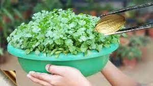 Welcome to garden furniture 4u direct. Secret Trick To Grow Enormous Coriander Cilantro At Home Youtube