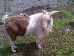Jual kambing qurban 2015 bekasi. Seputaran Iklan Kambing Domba Qurban Sering Terabaikan