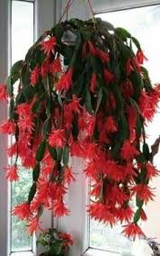 Christmas cacti need bright, indirect sun. 730 Christmas Cactus Ideas Christmas Cactus Cactus Easter Cactus