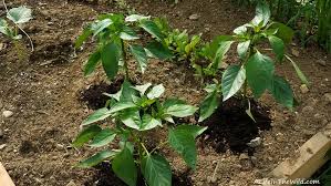 Coffee grounds are a great substitute for mulch! Peppers Love Coffee Grounds Gardening Tip A Life In The Wild