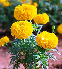 Edward hulme and shirley hibberd. Modern Plants Live Marigold Yellow Flower Plant With Pot With Flower On The Plant Amazon In Garden Outdoors