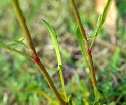 Maybe you would like to learn more about one of these? Ohio Weedguide