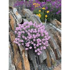 Image result for Eriosema shirense