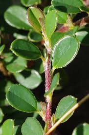 Image result for Cotoneaster microphyllus