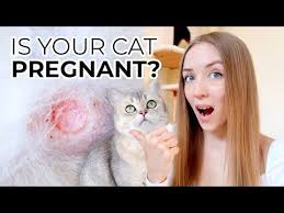 Signs your cat is pregnant. Pin On Brits Korthaar