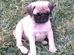 Are there pug puppies for adoption? Cute Pug Puppies For Adoption For Sale In San Jose California Classified Americanlisted Com