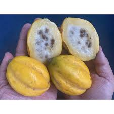 Image result for Vasconcellea pubescens