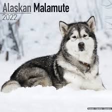The alaskan malamute the native alaskan arctic breed and comes in 9 different standard colors with 2 markings. Alaskan Malamute Kalender 2022 Einfach Online Bestellen Kalenderwinkel Nl
