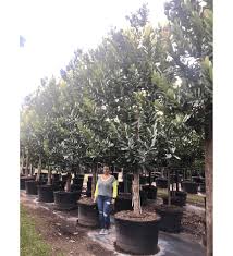 Image result for Calophyllum inophyllum