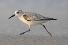Shore Birds Of Cape Cod A Small Gray Bird With A Black Shoulder Runs On A Beach To The Left Shore Bird Art Coastal Birds Shorebirds