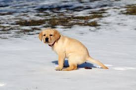 Every part of the sago palm is incredibly toxic to cats, with the seeds or nuts being the most poisonous. Sago Palm Poisoning In Dogs Symptoms Causes Diagnosis Treatment Recovery Management Cost