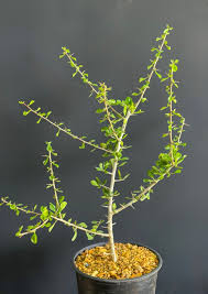 Image result for Commiphora caerulea