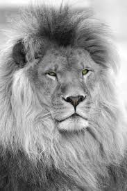 Black And White Portrait Of Lion Black And White Portrait Of An African Lion P Ad Lion African Portrait Black And White Lion Lion Poster Lion Images