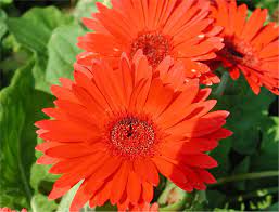 Nature Photo Gallery Gerbera Daisy Gerbera Daisy Gerbera Nature Photos