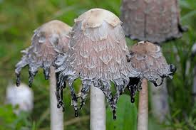 Image result for Coprinus comatus