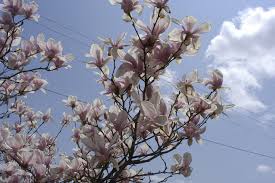 They can also grow well in acidic, alkaline, or neutral soils. Cherry Blossom Tree At Reiman Gardens In Ames Ia Cherry Blossom Tree Blossom Trees Cherry Blossom