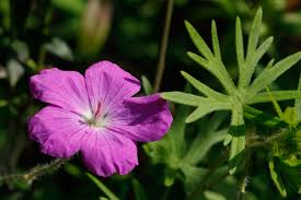 Image result for Lindackeria fragrans