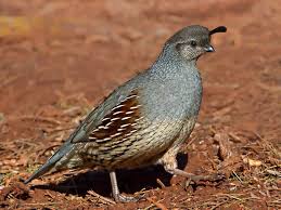 Image result for quail