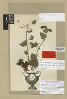 Image result for Jacquemontia paniculata