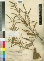 Image result for Entada abyssinica