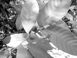 Image result for Adenopodia schlechteri