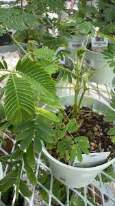 Image result for Mimosa pudica