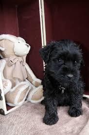 Black And White Schnauzer For Sale Black Miniature Schnauzer Puppies For Sale Schnauzer Puppy Puppies Schnauzer