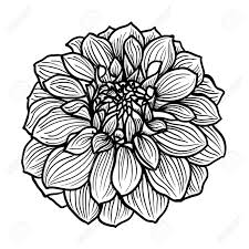 Black And White Vector Hand Drawn Dahlia Flower Black And White Vector Illustration Flower Drawing Black And White Drawing Dahlia Flower