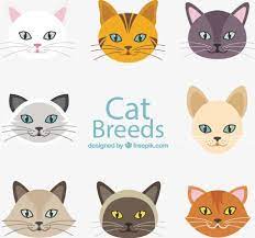 Millions Of Png Images Backgrounds And Vectors For Free Download Pngtree Hand Painted Cat Cat Face Cat Vector