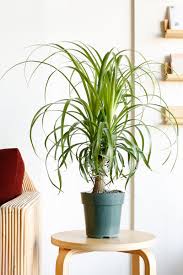 Image result for Beaucarnea recurvata