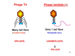The lambda variant is becoming dominant in parts of south america, here's what we know about it the lambda variant, or c.37 as the lineage has been designated, has been spreading rapidly in. General Animal Biology Ppt Download