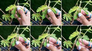 Plant the seed 1/2 inch deep in moistened starter soil. Touch Me Not Plant Info Video Gifs The Horticult