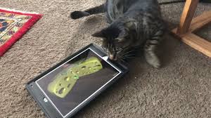 F6 Savanna Cat Playing Ipad Game Mouse In Cheese Savanna Cat Cats Cat Playing