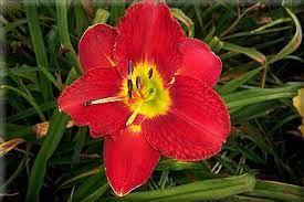 Daylily representing a breeding advancement in red daylilies, this daylily produces very sunfast, extremely vibrant red flowers with a contrasting yellow eye/throat zone that is visible on all 6 tepals. Passion For Red Daylily Day Lilies Daylily Garden Daylilies