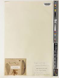 Image result for Marquesia macroura