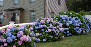 Maybe you would like to learn more about one of these? Everything You Need To Know About The Cape Cod Hydrangea Festival American Lifestyle Magazine