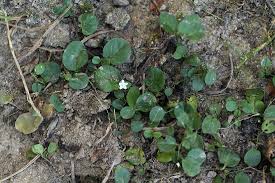 Image result for Evolvulus nummularius