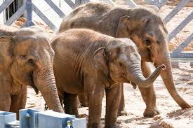 Zoo The Family Holiday Guide