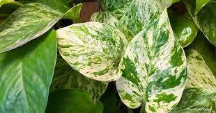 Are Pothos Toxic To Dogs Poisonous