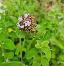 Image result for Origanum
