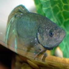 Human Beings Have A Good Friend In Their Age Old Problem Of Ickiness And That S A Fish Yes Fishes Face The Same Problem Fish Diseases Pictures Beta Fish Care