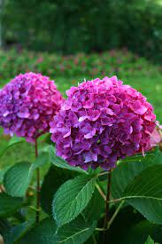 Let S Dance Rave Reblooming Hydrangea Hydrangea Macrophylla Reblooming Hydrangeas Plants Hydrangea Garden