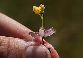 Image result for Utricularia stellaris