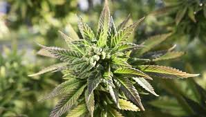 Amazon.com has a wide selection at great prices to help with your diy and home improvement projects. Settled High Jump Friends Elect Double Gold Over Jump Off Knwa Fox24