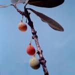 Image result for Garcinia kingaensis