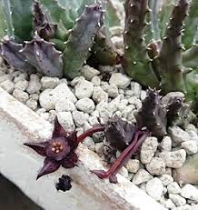 Image result for Duvalia polita