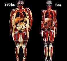 Discover the amazing human body, system by system and layer by layer, and the incredible things it is capable of with inside out human body. What Your Body Fat Really Looks Like Heart Sisters