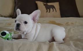 Advice from breed experts to make a safe choice. French Bulldog Puppies For Sale Saint Clair Mi 260393