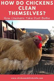 Can i use sand and small pebbles from my downhill river for the chicken coop/dust bath? How Do Chickens Clean Themselves Dust Baths Explained Chicken Chicks Info